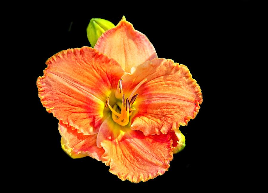 Lily on Black by Allen Nice-Webb Lily on Black by Allen Nice-Webb