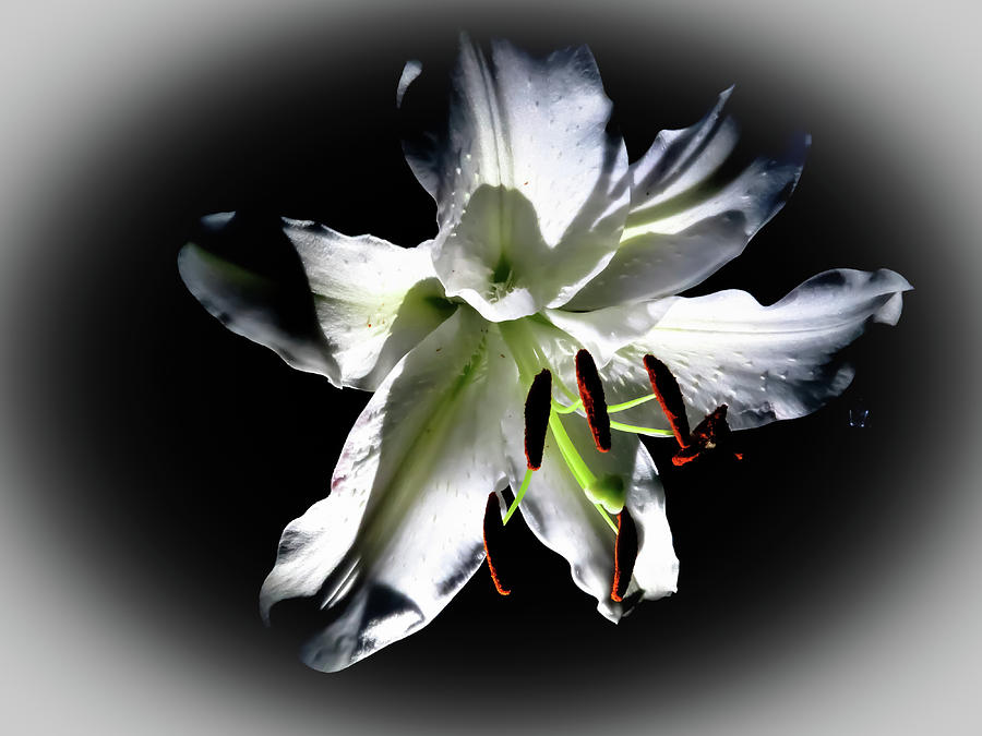 Lily on Black Photograph by Linda Stern
