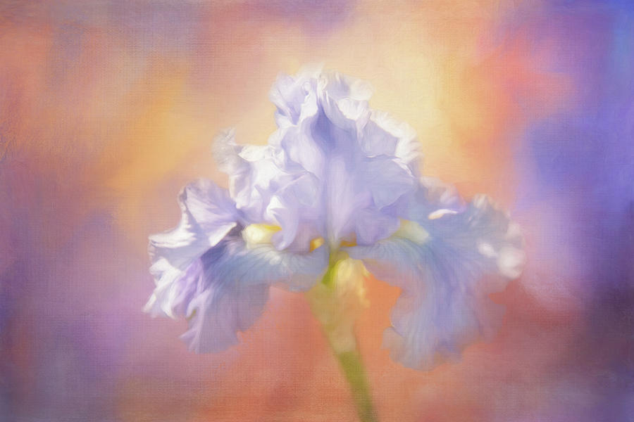 Lily on Bright Digital Art by Terry Davis