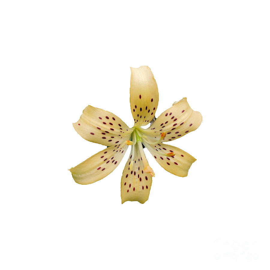 Lily On White Photograph