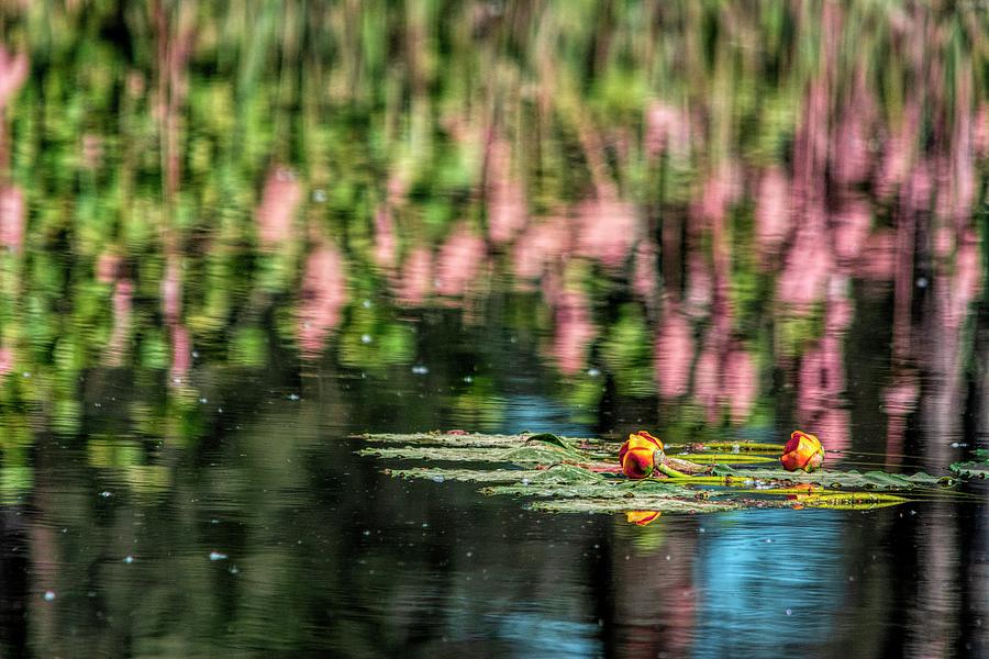 Lily Pad Abstract Photograph by Pamela Dunn-Parrish