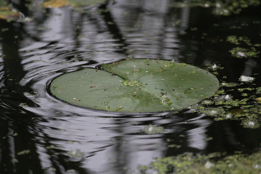 Lily Pad Photograph - Lily Pad by Callen Harty Lily Pad Photograph - Lily Pad by Callen Harty