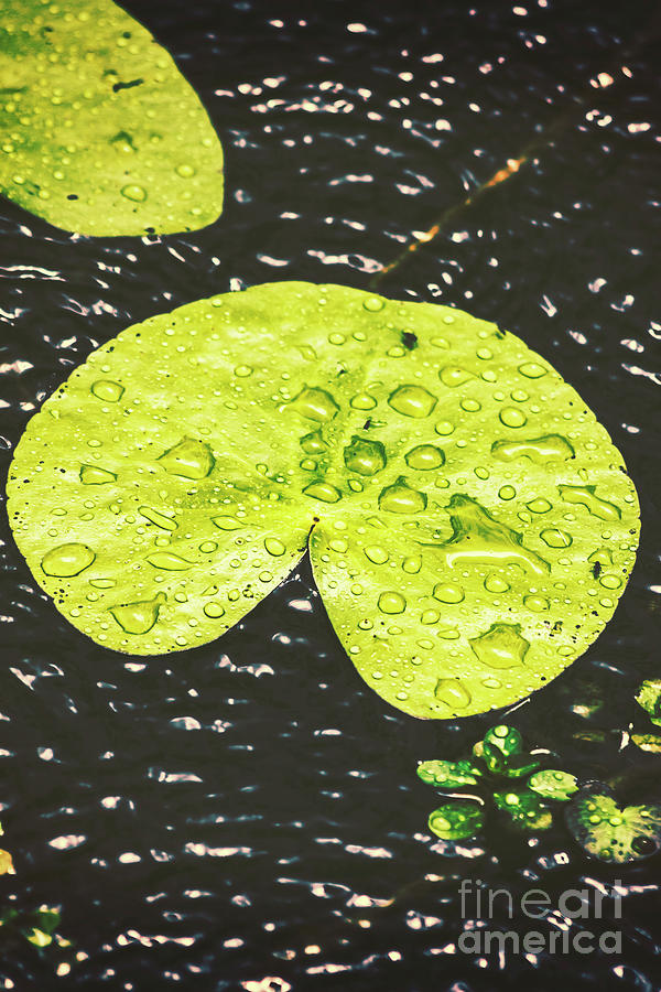 Lily Pad Catchment Photograph by Jorgo Photography