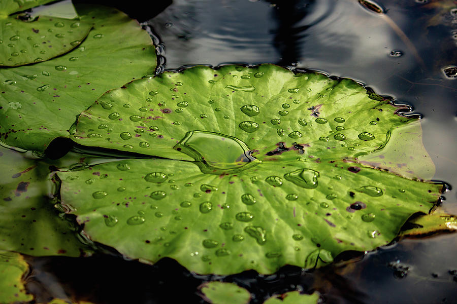Lily Pad Photograph by Cindy Robinson