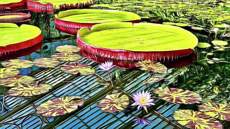 Flower Digital Art - Lily Pad Dream by Pamela Storch