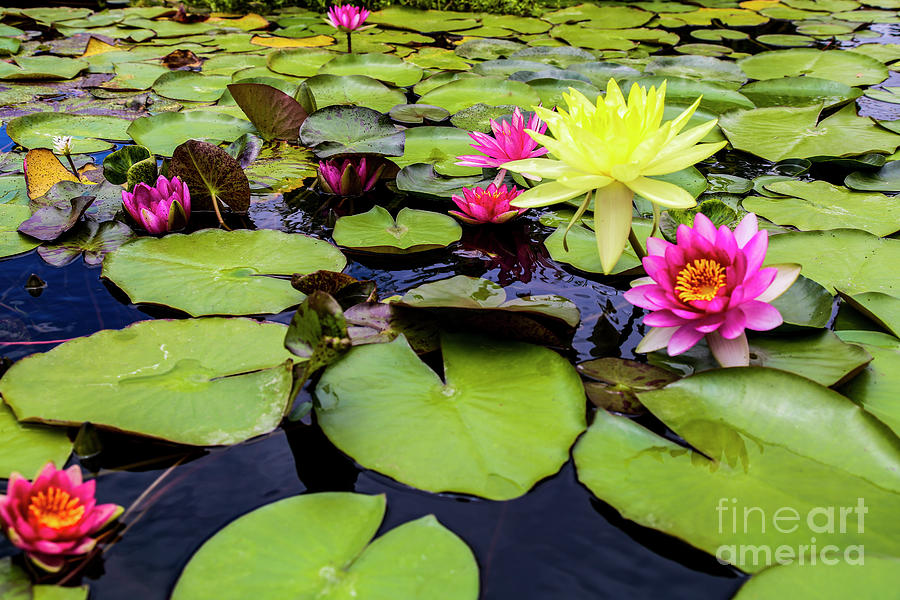 Lily Pad Photograph by Erin Marie Davis
