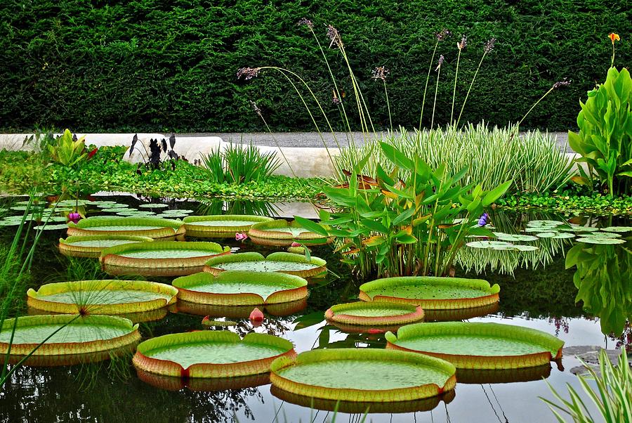 Lily Pad Garden Photograph
