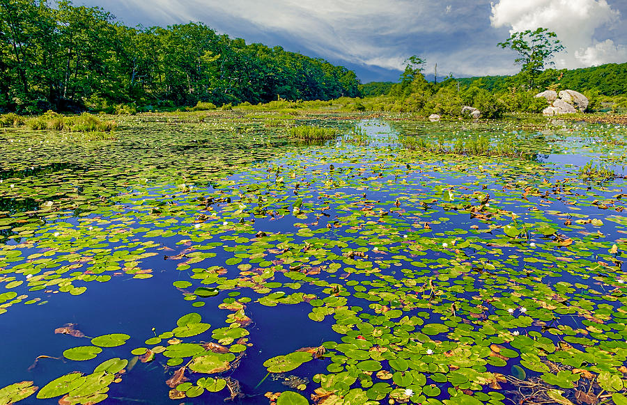 Lily Pad Lake Photograph by Terry Walsh Fine Art America