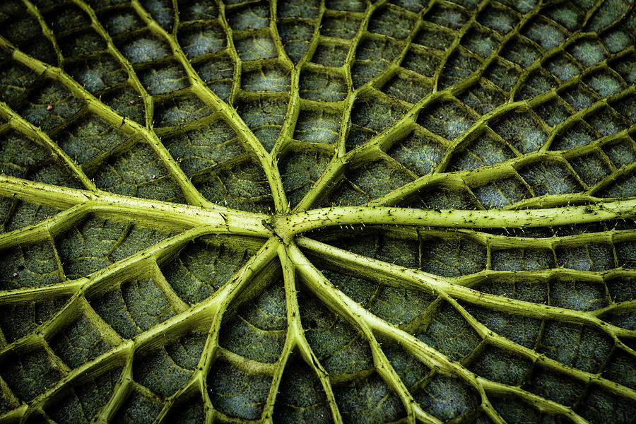 Lily pad leaf Photograph by Craig A Walker