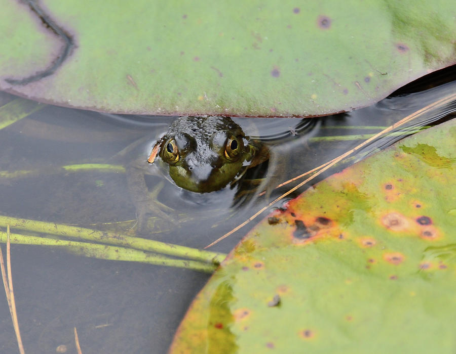 Lily Pad Lurker-Bullfrog Photograph by David Porteus