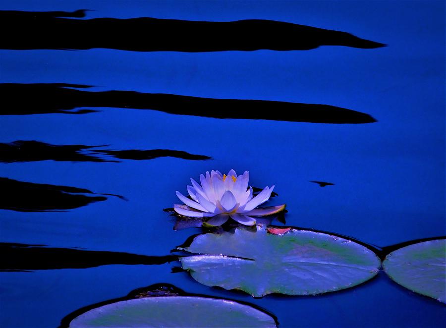 - Lily Pad on Dark Blue Water Photograph by THERESA Nye