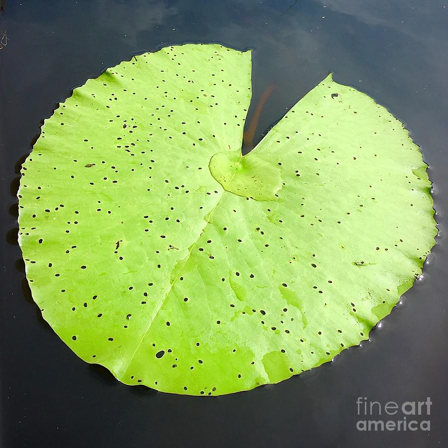 Lily Pad on Dark Water Photograph by Wendy Golden
