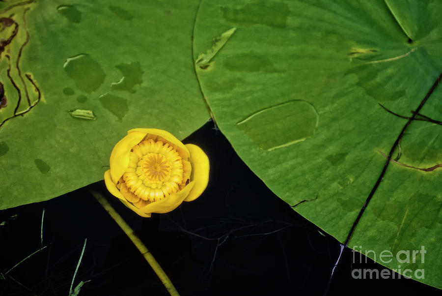 Lily pad on pond Photograph by Ant Smith