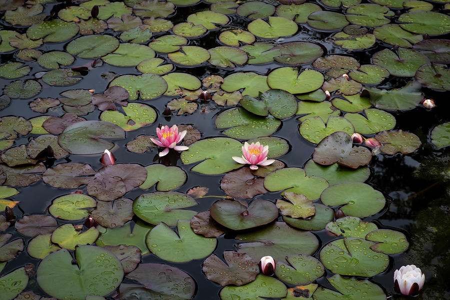 Lily Pad Pond Photograph by Steven Clark