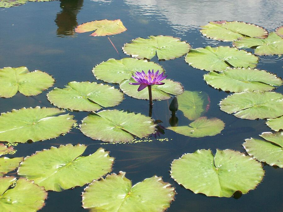 Lily pad with Flower Photograph by Rebecca Ashton - Pixels