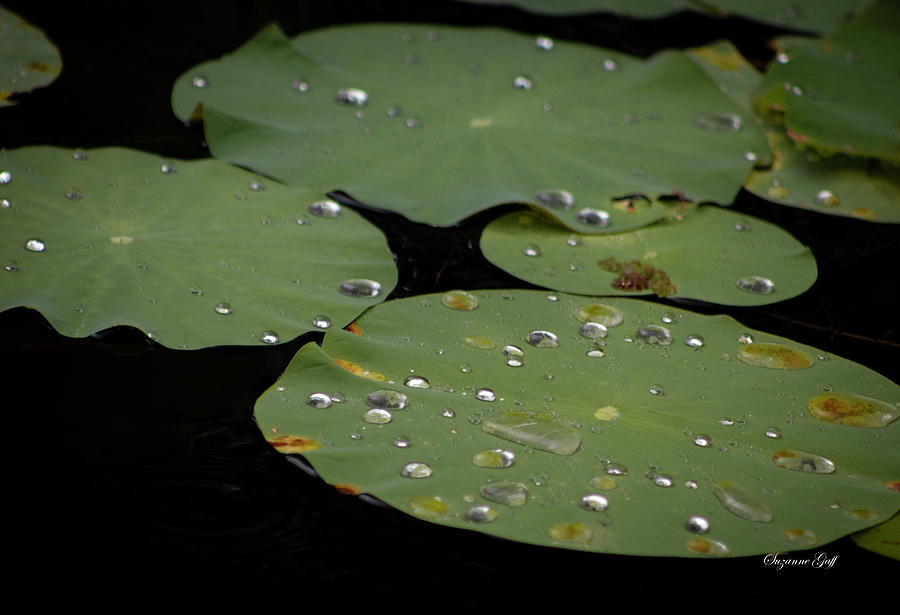 Lily Pads Afloat Photograph by Suzanne Gaff