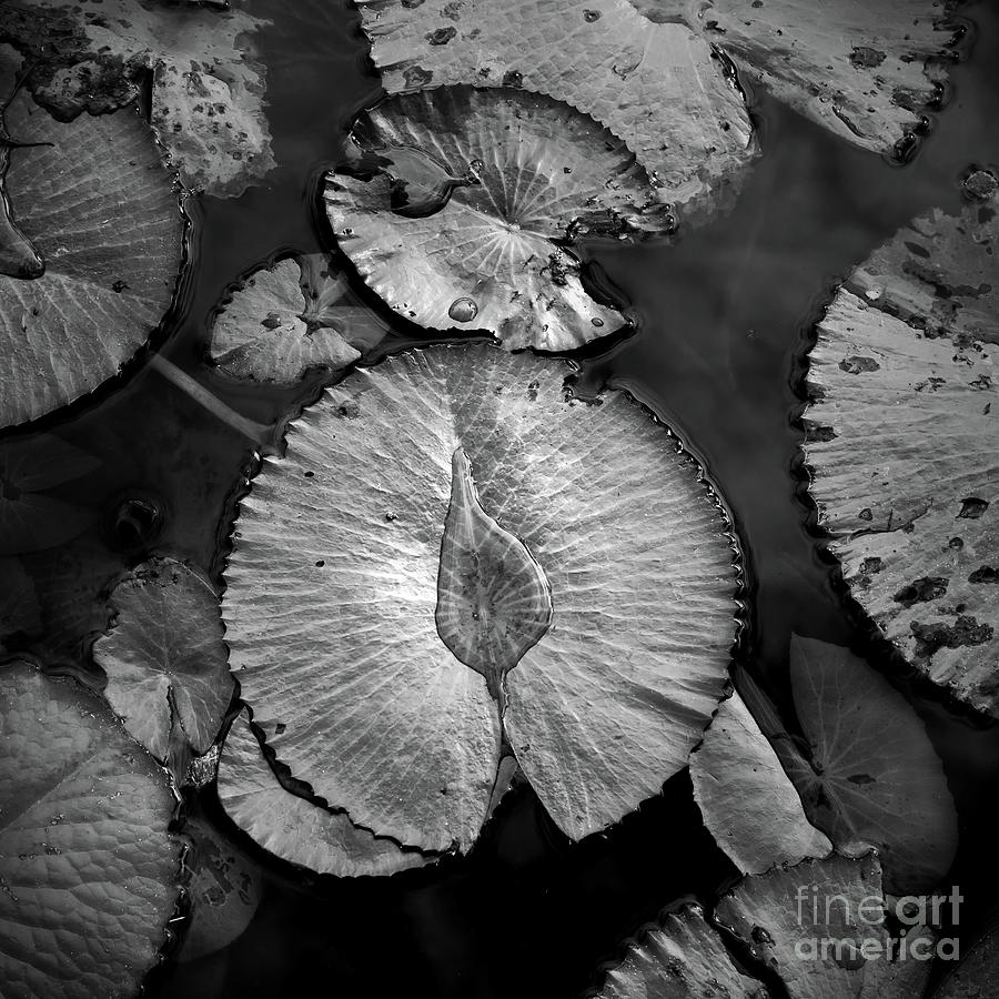 Lily pads After the Rain Photograph by Neala McCarten