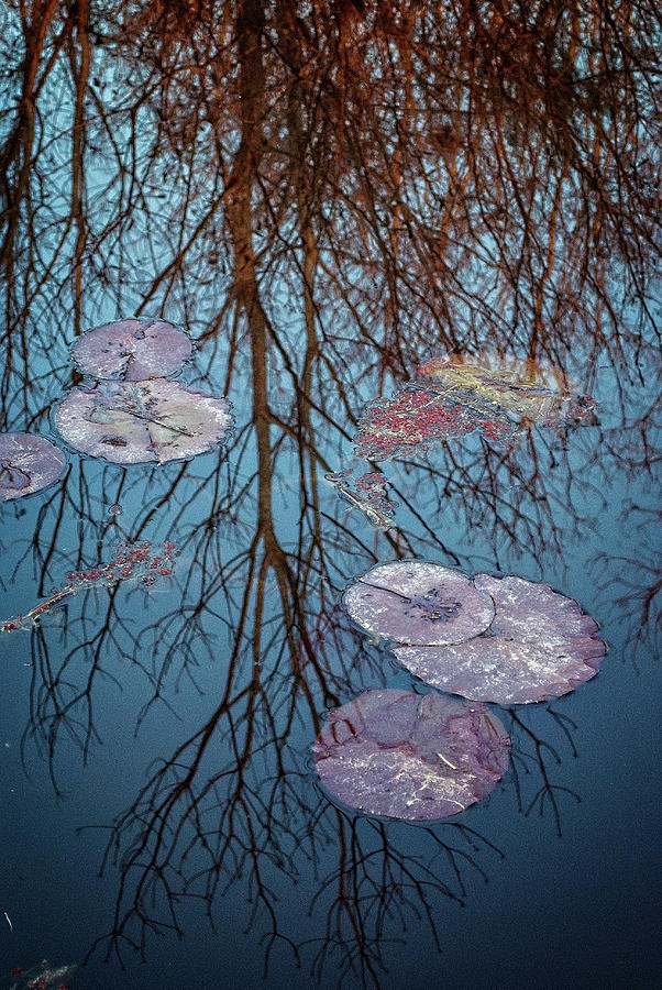 Lily Pads Among the Trees Photograph by George Taylor