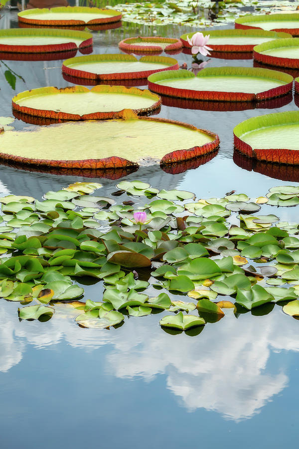 Lily Pads and Clouds Photograph by Cate Franklyn