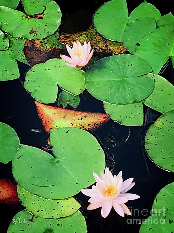 Lily Pads and Flowers Digital Art by Dee Flouton