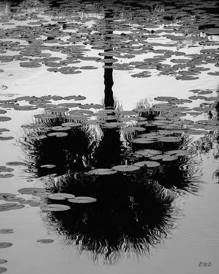 Abstract Photograph - Lily Pads and Palm Tree Reflection BW by David Gordon