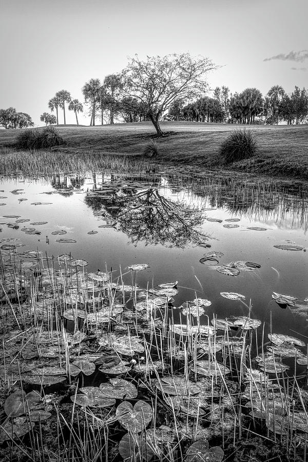Lily Pads at Dawn in Black and White Photograph by Debra and Dave Vanderlaan