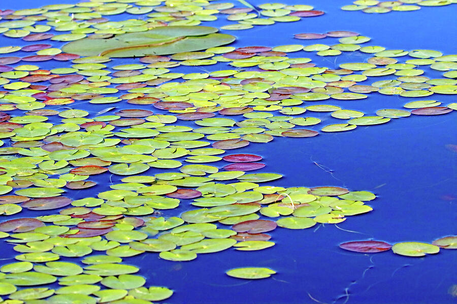 Lily Pads Blue Water Photograph by Debbie Oppermann - Fine Art America