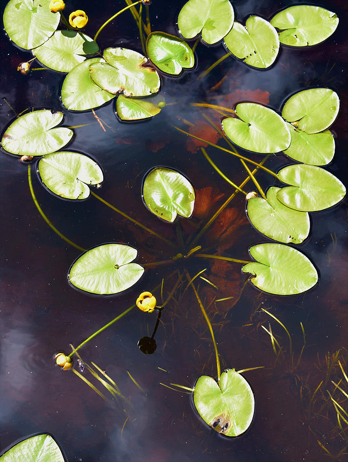 Lily Pads - Brimson, MN Photograph by Jan Swart - Fine Art America