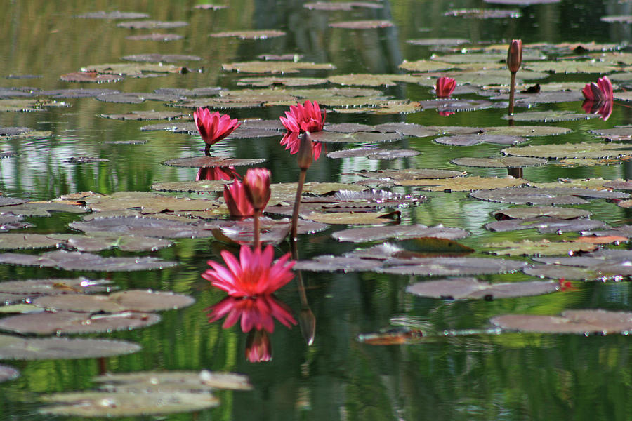 Lily Pads