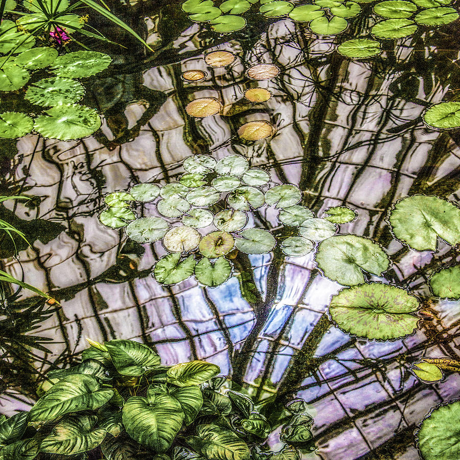 Lily Pads, Conservatory of Flowers Photograph by Donald Kinney