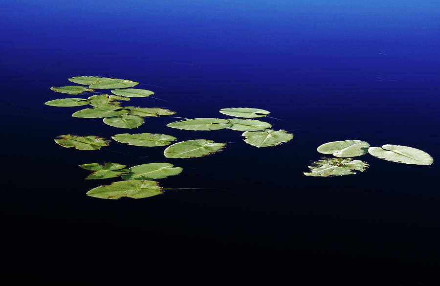Lily Pads Floating On River Photograph