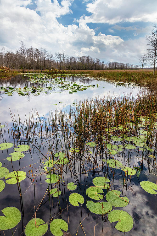 Lily Pads Floating on the Glades Photograph by Debra and Dave Vanderlaan