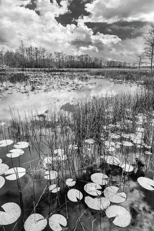 Lily Pads Floating on the Glades in Black and White Photograph by Debra and Dave Vanderlaan