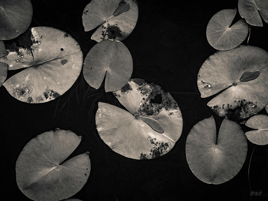 Lily Photograph - Lily Pads I Toned by David Gordon