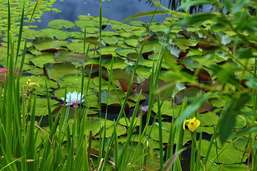 Lily Pads Photograph by Ian Baird