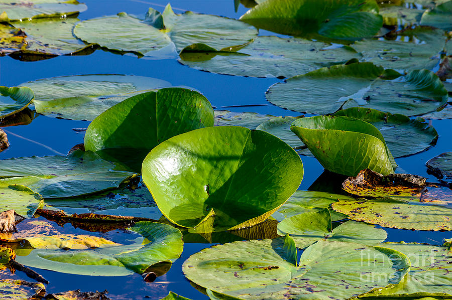 Lily Pads II Photograph