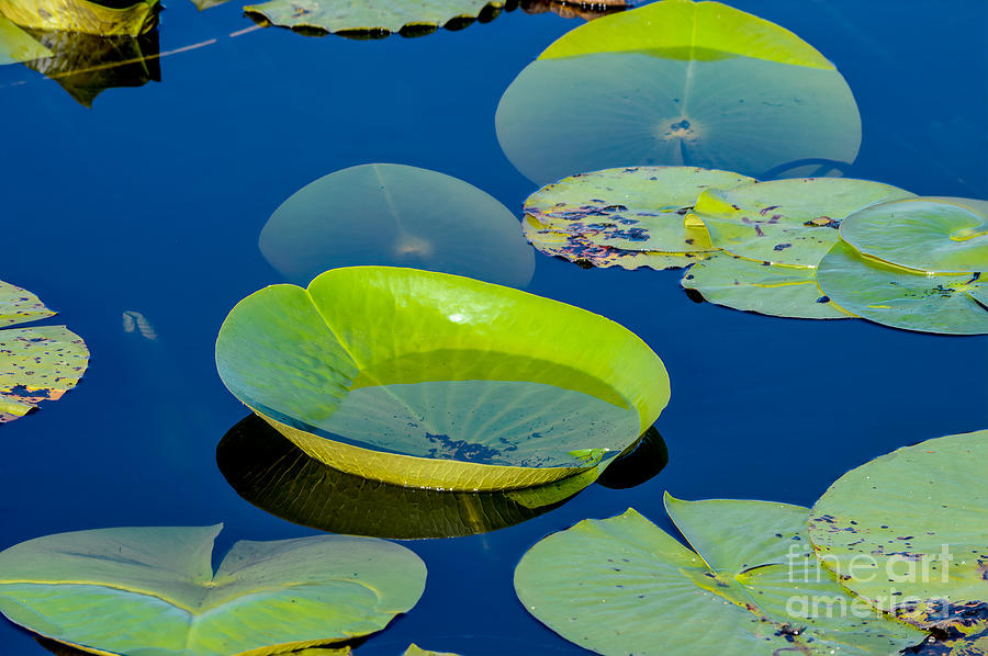 Lily Pads III Photograph by Marie Dudek Brown