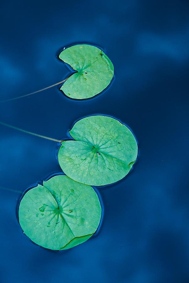 Lily Pads in Color Photograph by Sally Simpson - Fine Art America