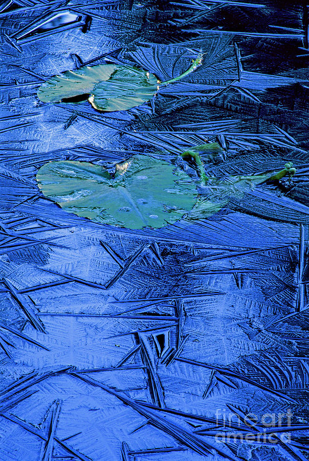Lily pads in ice Photograph by Michael Wheatley
