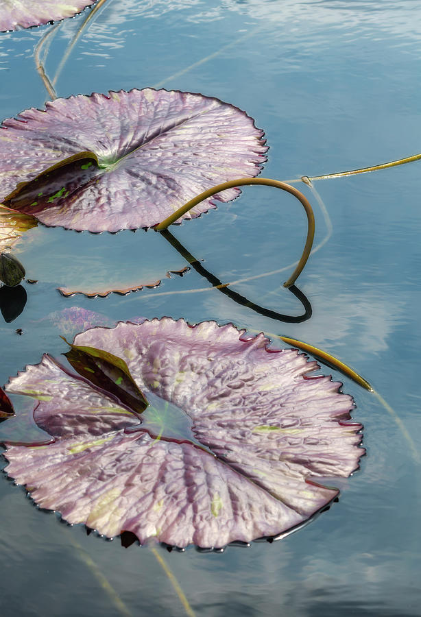 Lily Pads in Magenta Photograph by Cate Franklyn