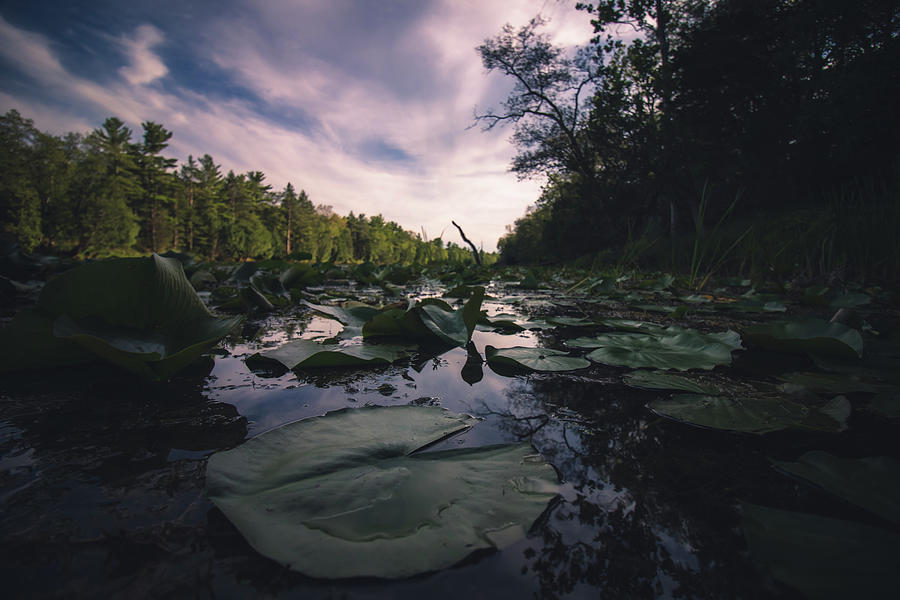 Lily pads in the Ausable River Photograph by Jay Smith