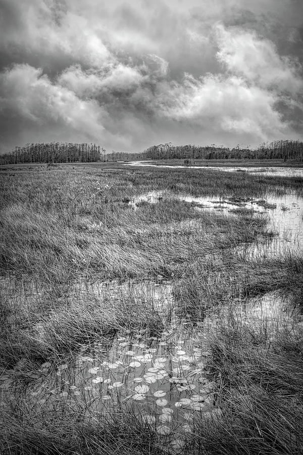 Lily Pads in the Glades in Black and White Photograph by Debra and Dave Vanderlaan