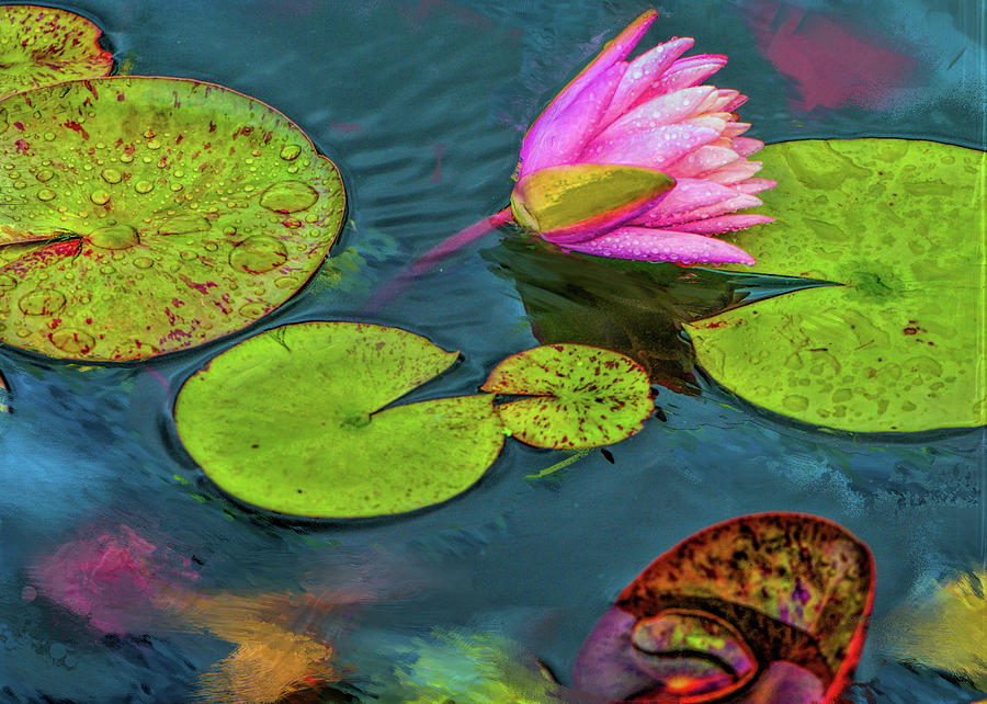 Lily Pads in the Rain With Pink Flower Photograph by Cordia Murphy