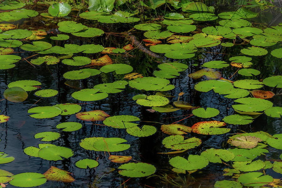 Lily Pads In The Swamp Photograph by James L Bartlett