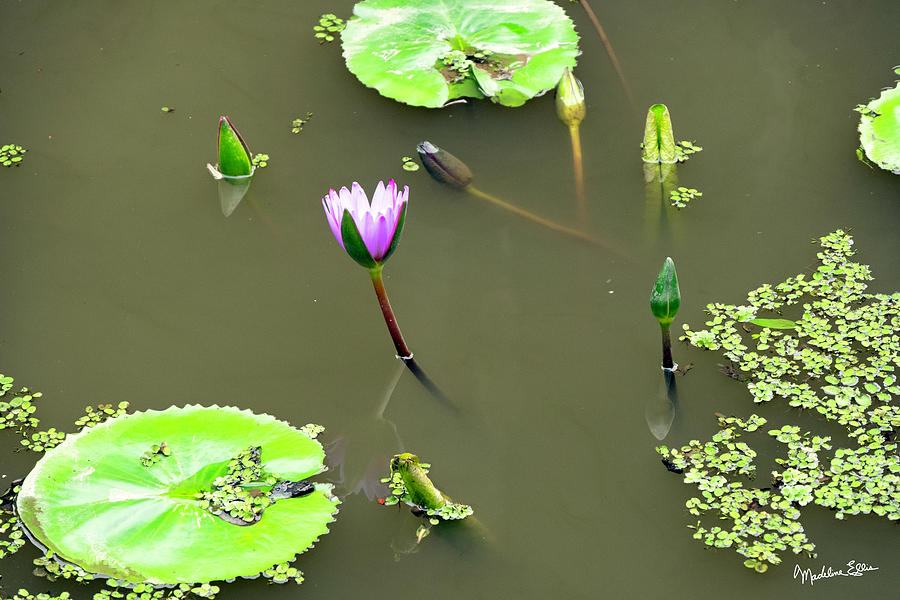 Lily Pads In Vietnam Photograph By Madeline Ellis 