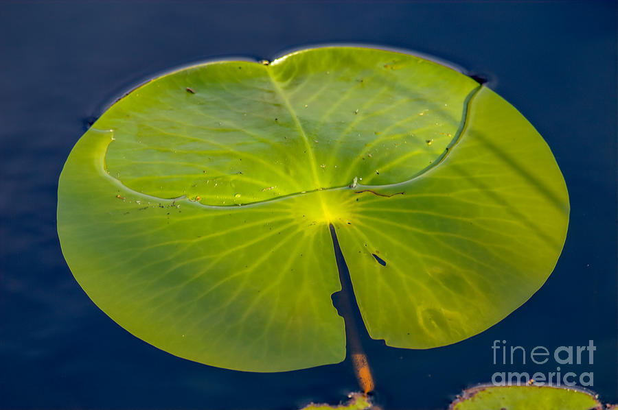 Lily Pads IV Photograph by Marie Dudek Brown - Fine Art America