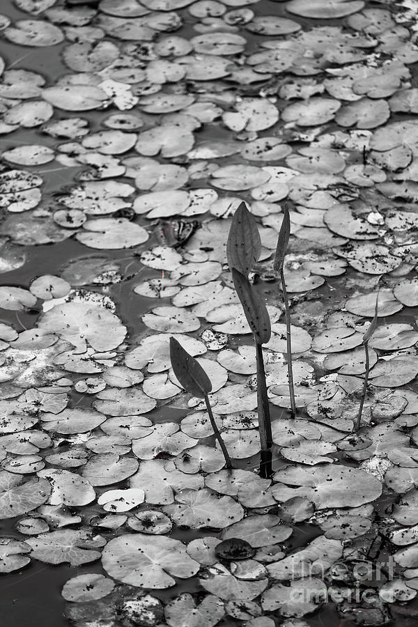 Black And White Photograph - Lily Pads Oakfield Park bw by Eddie Barron