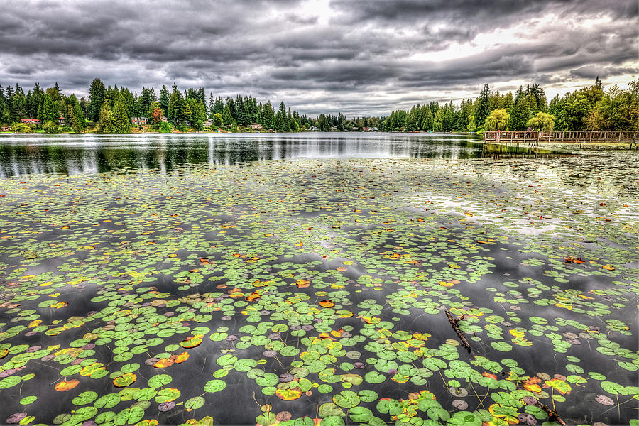 Lily Pads on the Lake Photograph by Spencer McDonald