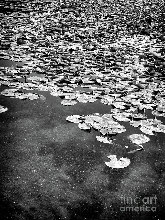 Lily Pads Photograph by Phil Perkins