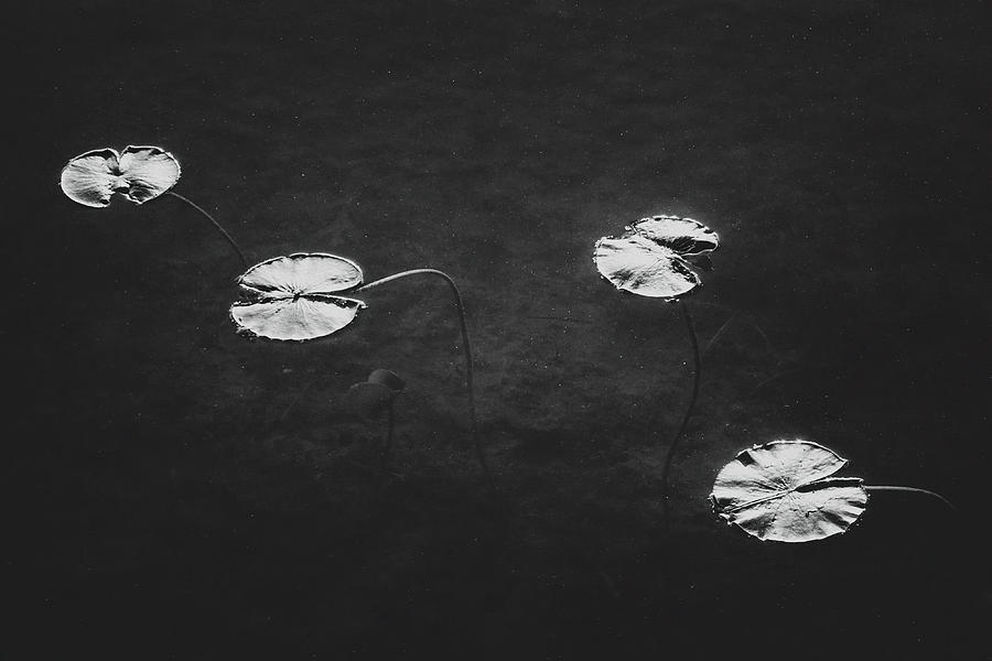Lily Pads Photograph
